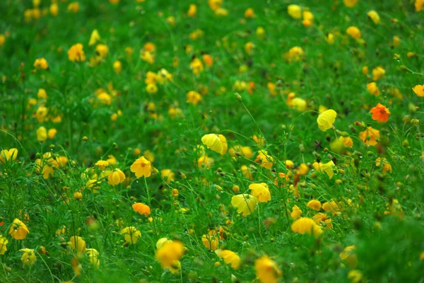Fields Cosmo Flowers Garden — Stock Photo, Image