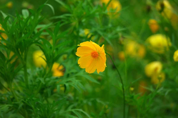 Pola Kwiatów Cosmo Ogrodzie — Zdjęcie stockowe
