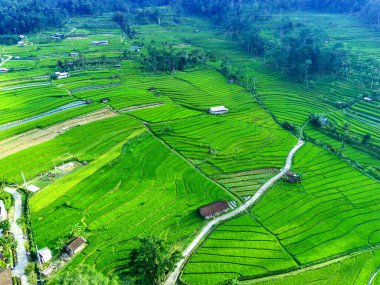 Aerial view of green terraced rice fields in Sepakung, Semarang, Indonesia. Drone photography. clipart