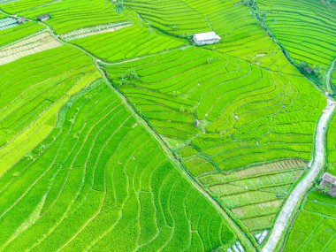 Sepakung, Semarang, Endonezya 'daki yeşil pirinç tarlalarının havadan görünüşü. Drone fotoğrafçılığı.