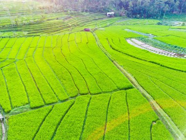 Sepakung, Semarang, Endonezya 'daki yeşil pirinç tarlalarının havadan görünüşü. Drone fotoğrafçılığı.