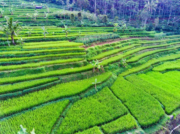 Aerial View Green Terraced Rice Fields Sepakung Semarang Indonesia Drone — Stock Photo, Image