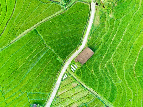 Luftaufnahme Von Grünen Reisterrassenfeldern Sepakung Semarang Indonesien Drohnenfotografie — Stockfoto