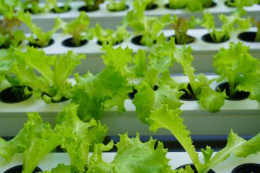 Marul ya da Lactuca sativa Muntilan, Yogyakarta, Endonezya 'daki hidrofonik sisteme ekildi..