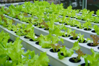 Marul ya da Lactuca sativa Muntilan, Yogyakarta, Endonezya 'daki hidrofonik sisteme ekildi..