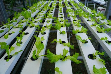 Marul ya da Lactuca sativa Muntilan, Yogyakarta, Endonezya 'daki hidrofonik sisteme ekildi..