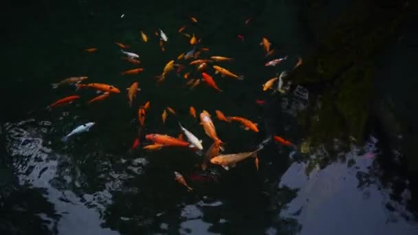 Peixes Dourados Nadando Torno Lagoa Água Clara Wonosobo Indonésia Imagens — Vídeo de Stock