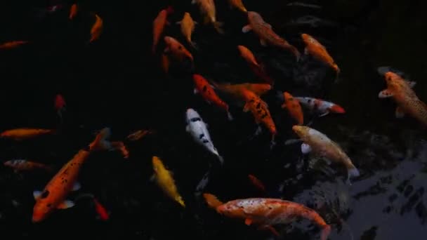Pesci Oro Che Nuotano Nel Laghetto Limpido Wonosobo Indonesia Filmati — Video Stock
