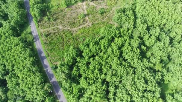Über Den Kurvenreichen Straßen Zwischen Grünen Wäldern Kemlagi Mojokerto Indonesien — Stockvideo
