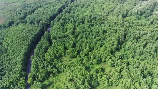 Volare Sopra Strade Tortuose Tra Foreste Verdi Kemlagi Mojokerto Indonesia — Video Stock