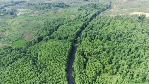 Zburând Deasupra Drumurilor Învârtite Între Pădurile Verzi Din Kemlagi Mojokerto — Videoclip de stoc