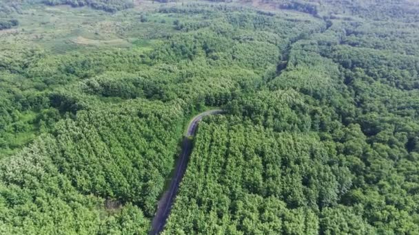 Über Den Kurvenreichen Straßen Zwischen Grünen Wäldern Kemlagi Mojokerto Indonesien — Stockvideo