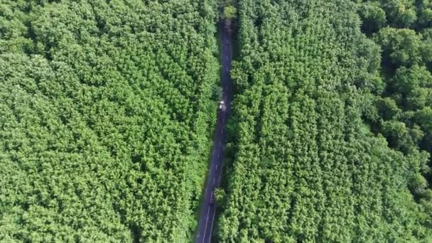 インドネシアのモジョケルト州ケムラギの緑の森の間の曲がりくねった道を飛んでいます ドローンによる空中映像 — ストック動画