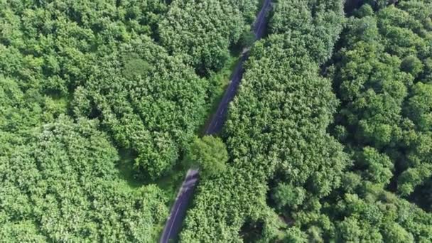 Πετώντας Πάνω Από Τους Δρόμους Περιέλιξης Μεταξύ Των Πράσινων Δασών — Αρχείο Βίντεο