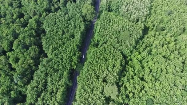 インドネシアのモジョケルト州ケムラギの緑の森の間の曲がりくねった道を飛んでいます ドローンによる空中映像 — ストック動画