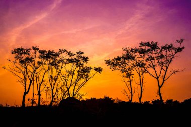 Ranu Manduro, Mojokerto, Endonezya 'da turuncu ve mor gökyüzüne karşı ağaçların silueti. Doğa ve manzara fotoğrafçılığı.