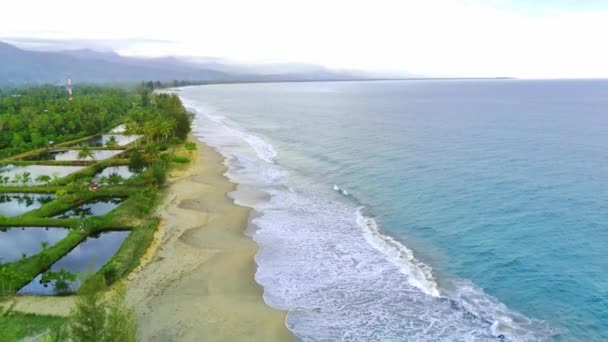 インドネシア南西部のブルンピジーにある美しいバリビーチで 空中ドローンで撮影された青い空に青い海があります 空に向かって砂浜の緑の松の木 — ストック動画