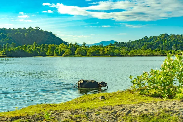 A buffalo is bathing in a pond under a blue sky in Babah Ie Village, Aceh. Indonesia. Nature Photography.