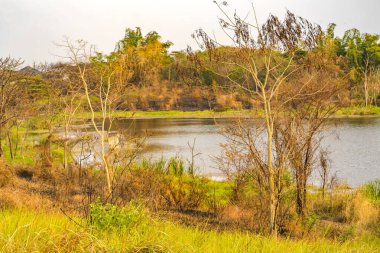 Surabaya, Endonezya 'daki göl kenarındaki yeşil çimlerin üzerindeki çıplak ağaçların görüntüsü