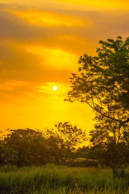 Alacakaranlık gökyüzüne karşı gölün kenarındaki yeşil çimlerin üzerindeki ağaçların silueti. Peyzaj fotoğrafçılığı.
