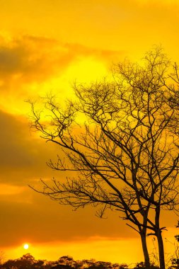 Alacakaranlık gökyüzüne karşı gölün kenarındaki yeşil çimlerin üzerindeki ağaçların silueti. Peyzaj fotoğrafçılığı.