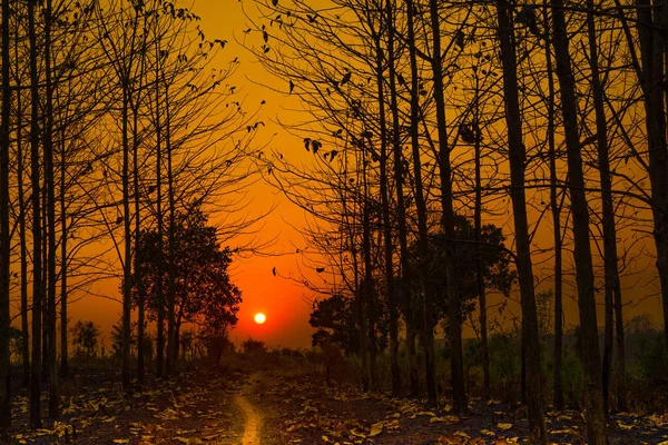 当暮色降临在印度尼西亚莫约卡省凯姆拉季的森林上空时 宁静的气氛笼罩着整个风景 夕阳西下的阳光把温暖的橙色的色调投射在树林里 营造出一种迷人的光影游戏 — 图库照片