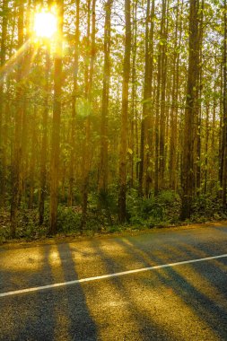 Solmuş ağaçlar Kemlagi, Mojokerto ve Endonezya 'daki yol kenarlarını süslüyor. Yeşilliklerinden arındırılmış bu kurumuş nöbetçiler, zamanın akışına tanıklık ediyorlar..