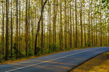 Solmuş ağaçlar Kemlagi, Mojokerto ve Endonezya 'daki yol kenarlarını süslüyor. Yeşilliklerinden arındırılmış bu kurumuş nöbetçiler, zamanın akışına tanıklık ediyorlar..