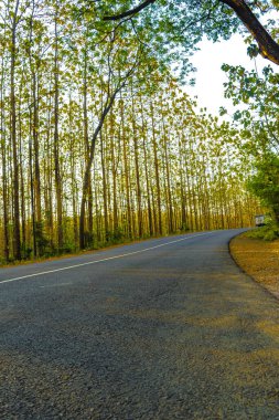 Solmuş ağaçlar Kemlagi, Mojokerto ve Endonezya 'daki yol kenarlarını süslüyor. Yeşilliklerinden arındırılmış bu kurumuş nöbetçiler, zamanın akışına tanıklık ediyorlar..