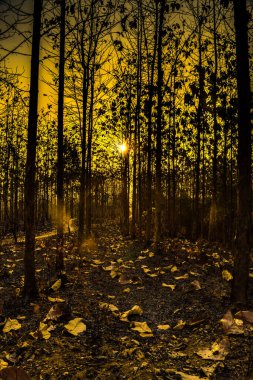 Kurak mevsimde Kemlagi Ormanı 'nın kurak ağaçları üzerine altın parıltısını saçan bir günbatımının büyüleyici güzelliğini hissedin. Güneş ufkun altına batarken, onun sıcak ışınları kavrulmuş yaprakları aydınlatarak yeniden nefes kesici bir kontrast oluşturur.