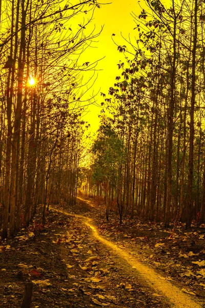 Почувствуйте Завораживающую Красоту Заката Сверкающего Золотым Светом Засушливых Деревьях Кемлаги — стоковое фото