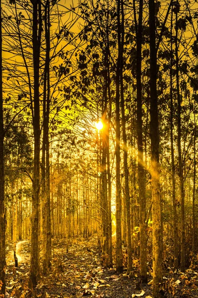 Experience Mesmerizing Beauty Sunset Casting Its Golden Glow Arid Trees — Stock Photo, Image