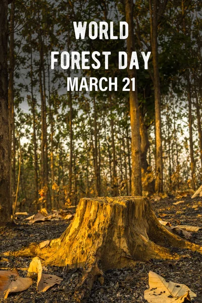 March 21, World Forest Day celebrates the vital role of forests in sustaining life on Earth, highlighting their biodiversity, environmental importance, and the need for conservation