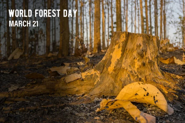 March 21, World Forest Day celebrates the vital role of forests in sustaining life on Earth, highlighting their biodiversity, environmental importance, and the need for conservation