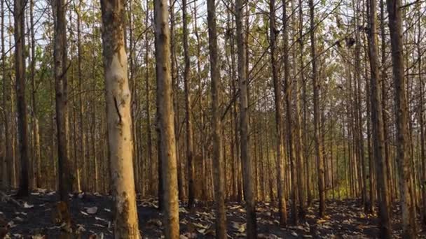 Puesta Sol Medio Los Árboles Secos Durante Estación Seca Bosque — Vídeos de Stock
