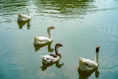 Bir grup kaz yaz günü Lembang Park, Menteng, Central Jakarta 'daki küçük gölde ileri geri yüzüyor.