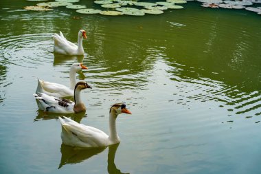 Bir grup kaz yaz günü Lembang Park, Menteng, Central Jakarta 'daki küçük gölde ileri geri yüzüyor.