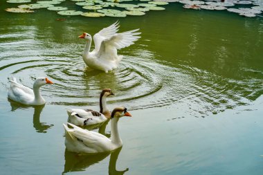 Bir grup kaz yaz günü Lembang Park, Menteng, Central Jakarta 'daki küçük gölde ileri geri yüzüyor.