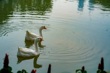 Bir grup kaz yaz günü Lembang Park, Menteng, Central Jakarta 'daki küçük gölde ileri geri yüzüyor.