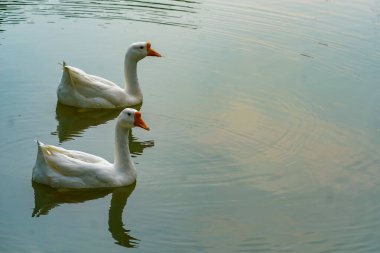 Bir grup kaz yaz günü Lembang Park, Menteng, Central Jakarta 'daki küçük gölde ileri geri yüzüyor.