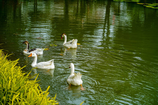 A group of geese is swimming back and forth in the small lake at Lembang Park, Menteng, Central Jakarta in summer day