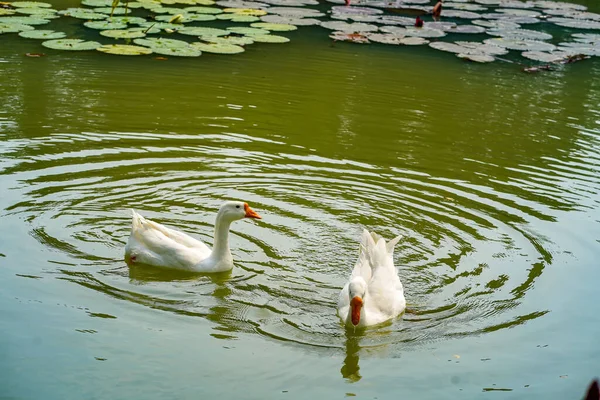 Grupo Gansos Está Nadando Para Trás Para Frente Pequeno Lago — Fotografia de Stock