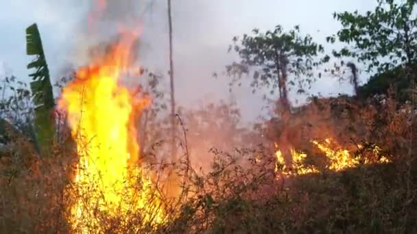 かなり大きな火災は 乾季の間 インドネシアの西スラバヤの乾燥した地下室を点火しました 環境問題 — ストック動画