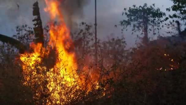 Docela Velký Požár Zapálil Suché Podrosty Západní Surabaya Indonésie Během — Stock video
