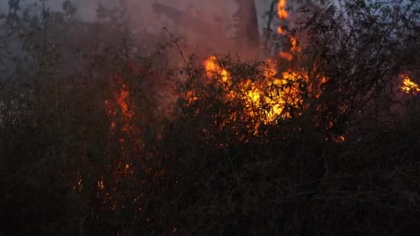 Fuego Bastante Grande Encendido Sotobosque Seco Oeste Surabaya Indonesia Durante — Vídeo de stock