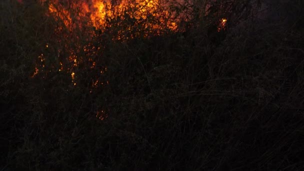 在印度尼西亚西苏拉巴亚 一场相当大的大火在旱季点燃了干枯的灌丛 环境问题 — 图库视频影像