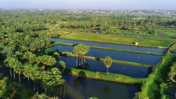 Prozkoumání Rozlohy Palem Několika Rybníků Obci Hendrosalam Gresik East Java — Stock video