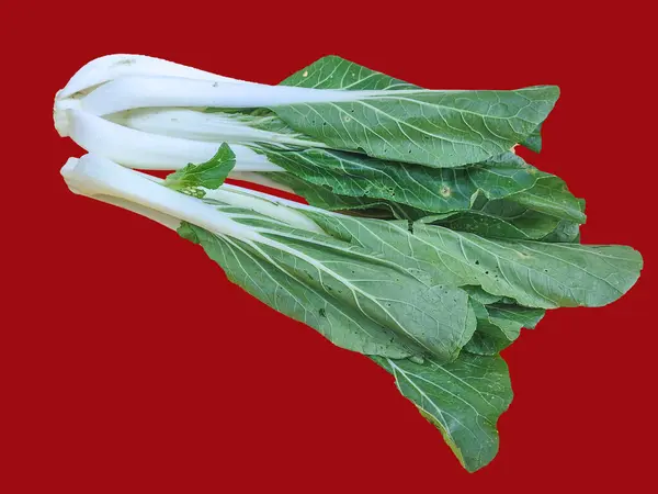 Grünes Pakcoi Foto Mit Rotem Hintergrund Pakcoi Ist Asiatisches Blattgrün — Stockfoto