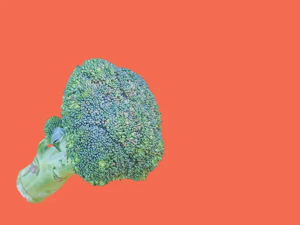 Green Broccoli Photo Standing Solid Color Background Food Still Life — Stock Photo, Image