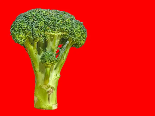 Een Groene Broccoli Foto Staande Met Een Effen Kleur Achtergrond — Stockfoto